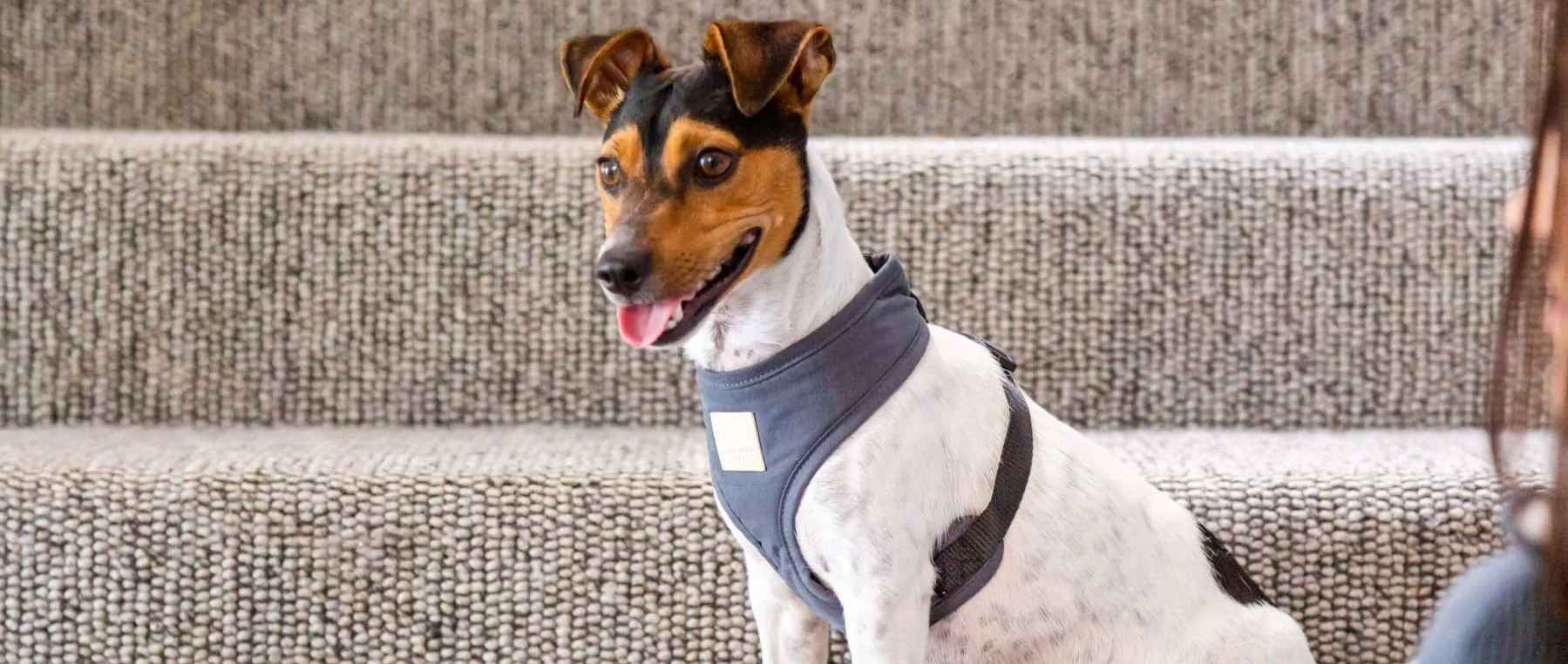 Fuzzyard 3 Fuzzyard -Fuzzyard 2