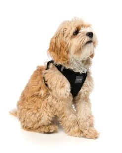 FuzzYard Step-In Dog Harness - Swat - XX-Small (34-36cm Neck - 39-41cm Chest) -Fuzzyard 9345719024581A 3