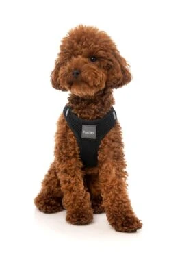 FuzzYard Step-In Dog Harness - Swat - XX-Small (34-36cm Neck - 39-41cm Chest) -Fuzzyard 9345719024581A 4