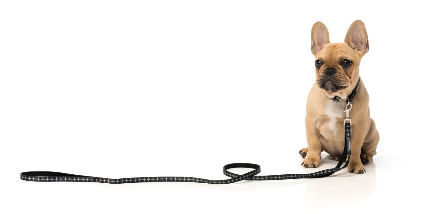FuzzYard Dog Lead - Yeezy - X-Small (11mm X 120cm) 4 FuzzYard Dog Lead - Yeezy - X-Small (11mm X 120cm) - Image 2