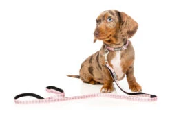 FuzzYard Dog Lead - North Yeezy - X-Small (11mm X 120cm) -Fuzzyard 9345719024918A 1