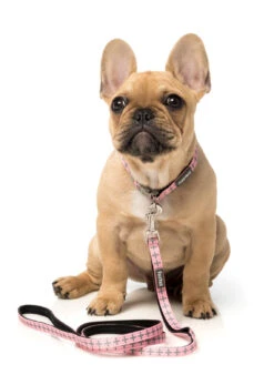 FuzzYard Dog Lead - North Yeezy - X-Small (11mm X 120cm) -Fuzzyard 9345719024918A 2