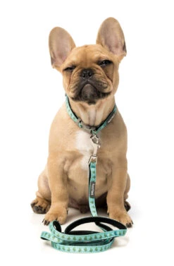 FuzzYard Dog Lead - Tucson - X-Small (11mm X 120cm) -Fuzzyard 9345719024925A 2