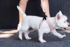 FuzzYard Life Step-In Dog Harness - Slate Grey - XX-Small (34-36 Neck - 39-41cm Chest) -Fuzzyard 9345719070335A 3