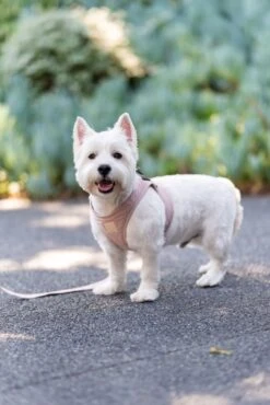 FuzzYard Life Step-In Dog Harness - Soft Blush - XX-Small (34-36 Neck - 39-41cm Chest) -Fuzzyard 9345719070519A 2