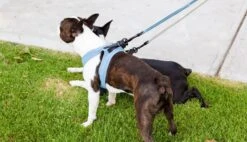 FuzzYard Life Step-In Dog Harness - Soft Blush - XX-Small (34-36 Neck - 39-41cm Chest) -Fuzzyard 9345719070519A 4