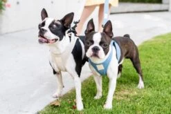 FuzzYard Life Step-In Dog Harness - French Blue - XX-Small (34-36 Neck - 39-41cm Chest) -Fuzzyard 9345719070571A 2