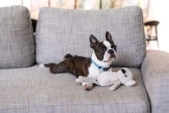 FuzzYard Life Dog Toy - Koala - Sandstone (30cm) 5 FuzzYard Life Dog Toy - Koala - Sandstone (30cm) -Fuzzyard 9345719071769A 1