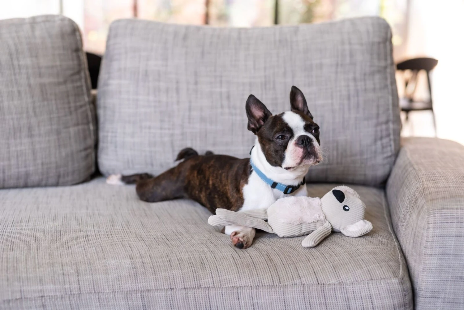 FuzzYard Life Dog Toy - Koala - Sandstone (30cm) 4 FuzzYard Life Dog Toy - Koala - Sandstone (30cm) - Image 2