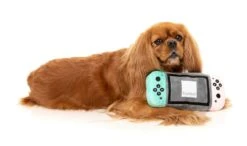 FuzzYard Dogtendo Sniff Dog Toy (22cm X 10cm) -Fuzzyard 9345719072100A 2