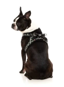 FuzzYard Step-In Dog Harness - Savanna - X-Small (40-42 Neck - 44-46cm Chest) -Fuzzyard 9345719073077A 5