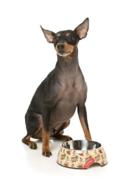 FuzzYard Easy Feeder Dog Bowl - Ink'd Up - Medium (400ml) 12 FuzzYard Easy Feeder Dog Bowl - Ink'd Up - Medium (400ml) -Fuzzyard 9345719076580A 4