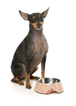 FuzzYard Easy Feeder Dog Bowl - Daily Grind - Small (190ml) 9 FuzzYard Easy Feeder Dog Bowl - Daily Grind - Small (190ml) -Fuzzyard 9345719076603A 2