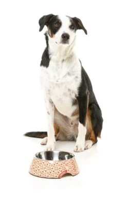 FuzzYard Easy Feeder Dog Bowl - Daily Grind - Small (190ml) 11 FuzzYard Easy Feeder Dog Bowl - Daily Grind - Small (190ml) -Fuzzyard 9345719076603A 4