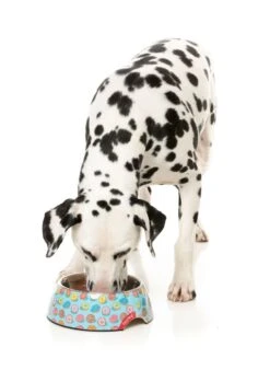 FuzzYard Easy Feeder Dog Bowl - You Drive Me Glazy - Medium (400ml) -Fuzzyard 9345719076672A 1