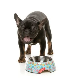 FuzzYard Easy Feeder Dog Bowl - You Drive Me Glazy - Medium (400ml) -Fuzzyard 9345719076672A 2