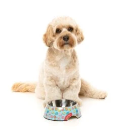 FuzzYard Easy Feeder Dog Bowl - You Drive Me Glazy - Medium (400ml) -Fuzzyard 9345719076672A 3