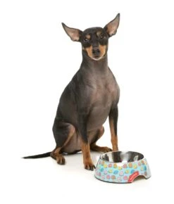 FuzzYard Easy Feeder Dog Bowl - You Drive Me Glazy - Medium (400ml) -Fuzzyard 9345719076672A 6