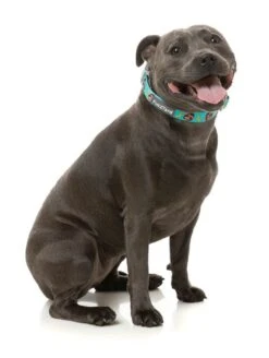 FuzzYard Dog Collar - Gor-illz - Small (15mm X 25-38cm) -Fuzzyard 9345719076757A 2