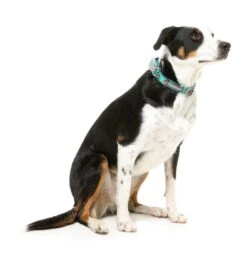 FuzzYard Dog Collar - Gor-illz - Small (15mm X 25-38cm) -Fuzzyard 9345719076757A 3