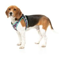 FuzzYard Step-In Dog Harness - Jackpup - XX-Small (34-36 Neck - 39-41cm Chest) -Fuzzyard 9345719077129A 2
