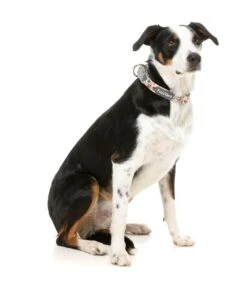 FuzzYard Dog Collar - Ink'd Up - Small (15mm X 25-38cm) -Fuzzyard 9345719077297A 2