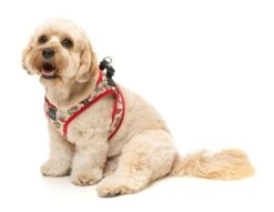 FuzzYard Step-In Dog Harness - Ink'd Up - X-Small (40-42 Neck - 44-46cm Chest) -Fuzzyard 9345719077402A 3