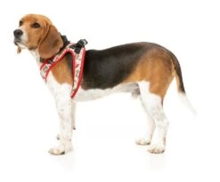 FuzzYard Step-In Dog Harness - Ink'd Up - X-Small (40-42 Neck - 44-46cm Chest) -Fuzzyard 9345719077402A 4