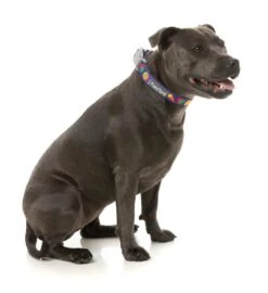 FuzzYard Dog Collar - Highscore - Small (15mm X 25-38cm) -Fuzzyard 9345719077631A 2