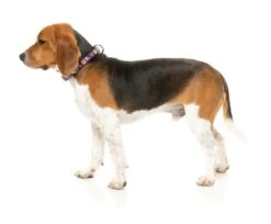 FuzzYard Dog Collar - Highscore - Small (15mm X 25-38cm) -Fuzzyard 9345719077631A 3