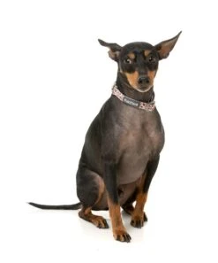 FuzzYard Dog Collar - Daily Grind - Small (15mm X 25-38cm) -Fuzzyard 9345719077983A 2