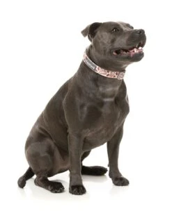 FuzzYard Dog Collar - Daily Grind - Small (15mm X 25-38cm) -Fuzzyard 9345719077983A 3