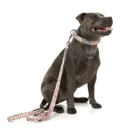 FuzzYard Dog Lead - Daily Grind - Small (15mm X 120cm) -Fuzzyard 9345719078010A 2