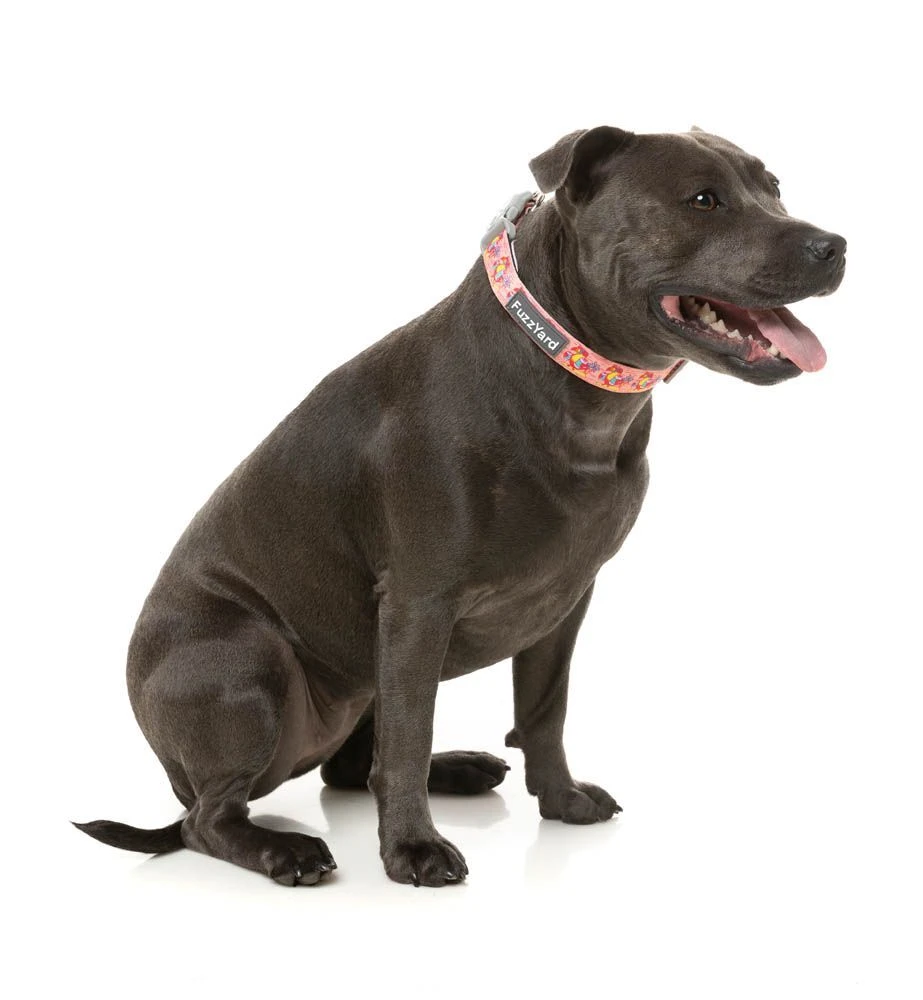 FuzzYard Dog Collar - Two-Cans - Small (15mm X 25-38cm) 4 FuzzYard Dog Collar - Two-Cans - Small (15mm X 25-38cm) - Image 2