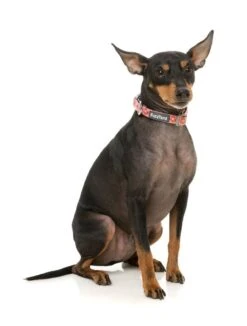 FuzzYard Dog Collar - Two-Cans - Small (15mm X 25-38cm) 9 FuzzYard Dog Collar - Two-Cans - Small (15mm X 25-38cm) -Fuzzyard 9345719078324A 2