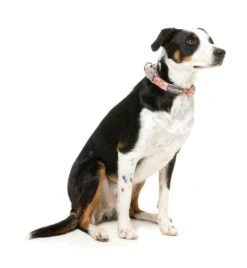 FuzzYard Dog Collar - Two-Cans - Small (15mm X 25-38cm) 10 FuzzYard Dog Collar - Two-Cans - Small (15mm X 25-38cm) -Fuzzyard 9345719078324A 3