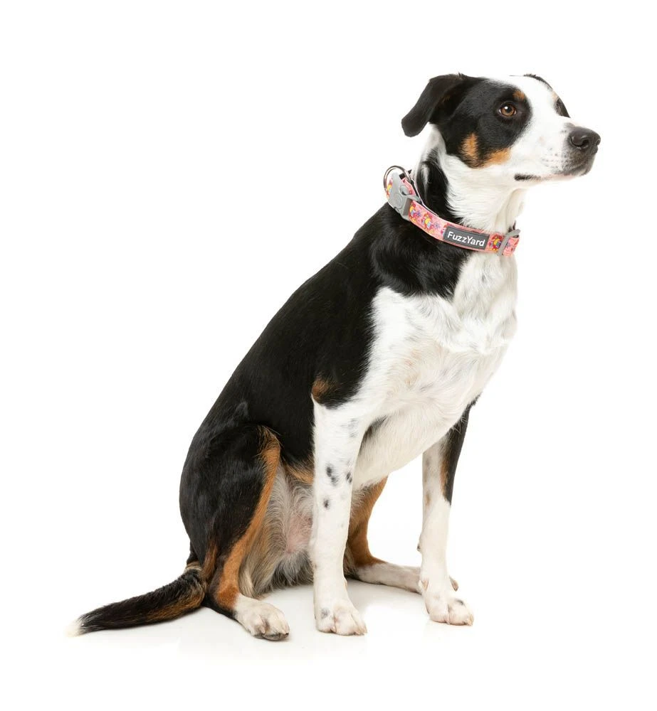 FuzzYard Dog Collar - Two-Cans - Small (15mm X 25-38cm) 6 FuzzYard Dog Collar - Two-Cans - Small (15mm X 25-38cm) - Image 4