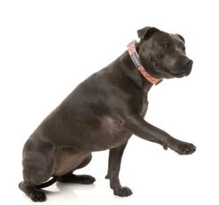 FuzzYard Dog Collar - Two-Cans - Small (15mm X 25-38cm) 11 FuzzYard Dog Collar - Two-Cans - Small (15mm X 25-38cm) -Fuzzyard 9345719078324A 4