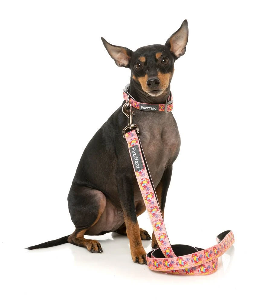FuzzYard Dog Lead - Two-Cans - Small (15mm X 120cm) 4 FuzzYard Dog Lead - Two-Cans - Small (15mm X 120cm) - Image 2