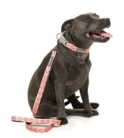 FuzzYard Dog Lead - Two-Cans - Small (15mm X 120cm) 7 FuzzYard Dog Lead - Two-Cans - Small (15mm X 120cm) -Fuzzyard 9345719078355A 2