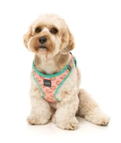 FuzzYard Step-In Dog Harness - Two-Cans - XX-Small (34-36 Neck - 39-41cm Chest) 11 FuzzYard Step-In Dog Harness - Two-Cans - XX-Small (34-36 Neck - 39-41cm Chest) -Fuzzyard 9345719078423A 3
