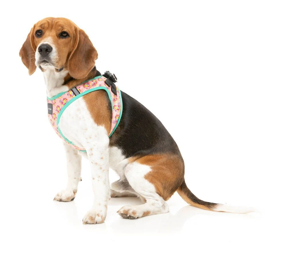 FuzzYard Step-In Dog Harness - Two-Cans - XX-Small (34-36 Neck - 39-41cm Chest) 7 FuzzYard Step-In Dog Harness - Two-Cans - XX-Small (34-36 Neck - 39-41cm Chest) - Image 5