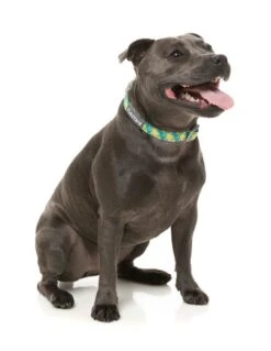 FuzzYard Dog Collar - Bananarama - Small (15mm X 25-38cm) -Fuzzyard 9345719078607A 2