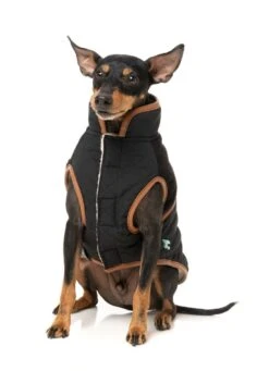 FuzzYard Dog Jacket - Ivanhoe - Black (Size 1) (26-29cm) -Fuzzyard 9345719083175A 3
