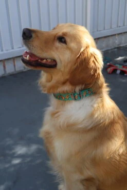 FuzzYard Cookies For Santa Christmas Dog Collar - Small (15mm X 25-38cm) 9 FuzzYard Cookies For Santa Christmas Dog Collar - Small (15mm X 25-38cm) -Fuzzyard FY CFSCD COLLAR 1