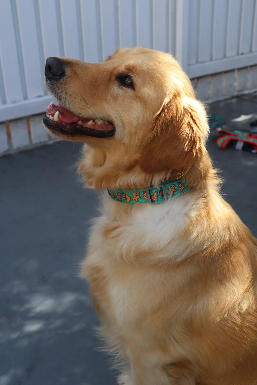 FuzzYard Cookies For Santa Christmas Dog Collar - Small (15mm X 25-38cm) 6 FuzzYard Cookies For Santa Christmas Dog Collar - Small (15mm X 25-38cm) - Image 4