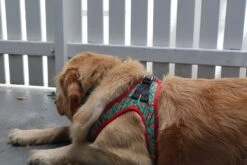 FuzzYard Cookies For Santa Christmas Step-In Harness - XX-Small (34-36cm Neck - 39-41cm Chest) -Fuzzyard FY CFSCSI HARNESS