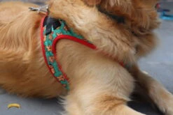 FuzzYard Cookies For Santa Christmas Step-In Harness - XX-Small (34-36cm Neck - 39-41cm Chest) -Fuzzyard FY CFSCSI HARNESS 3