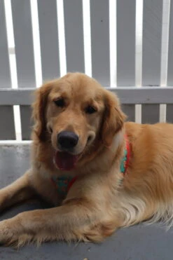 FuzzYard Cookies For Santa Christmas Step-In Harness - XX-Small (34-36cm Neck - 39-41cm Chest) -Fuzzyard FY CFSCSI HARNESS 4