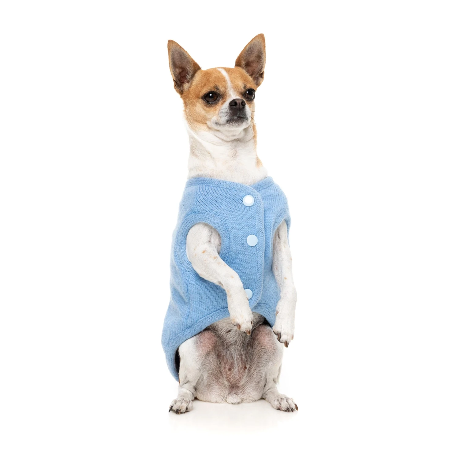 FuzzYard Dog Apparel Jacket Fleur Blue Size 4 ^+^ 4 FuzzYard Dog Apparel Jacket Fleur Blue Size 4 ^+^ - Image 2